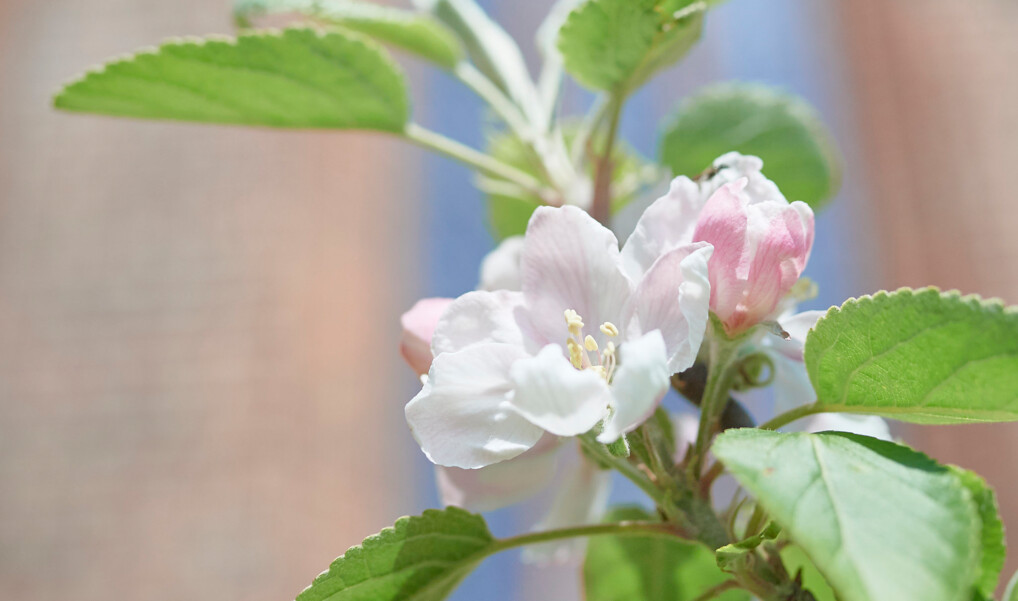 Billede af en hvid rose