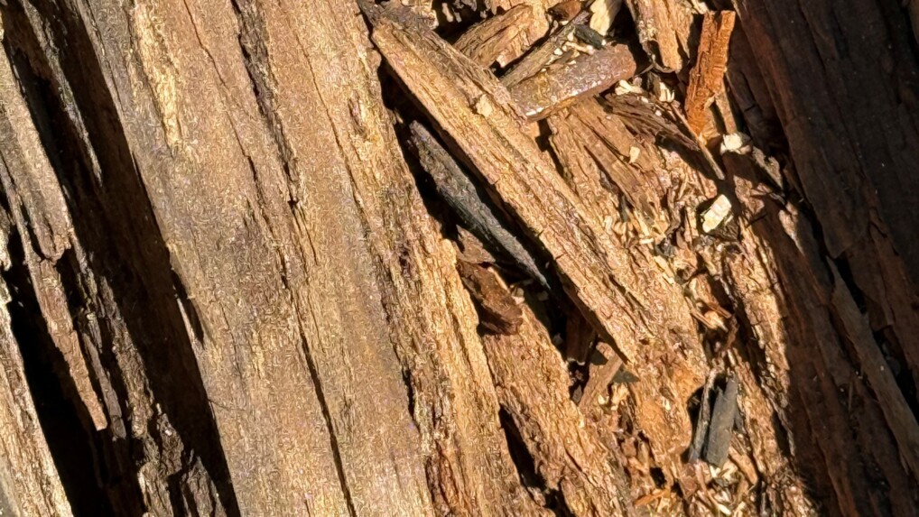 Nærbillede af råddent tagspær